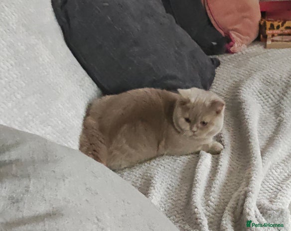 British Shorthair cats - Advert 10