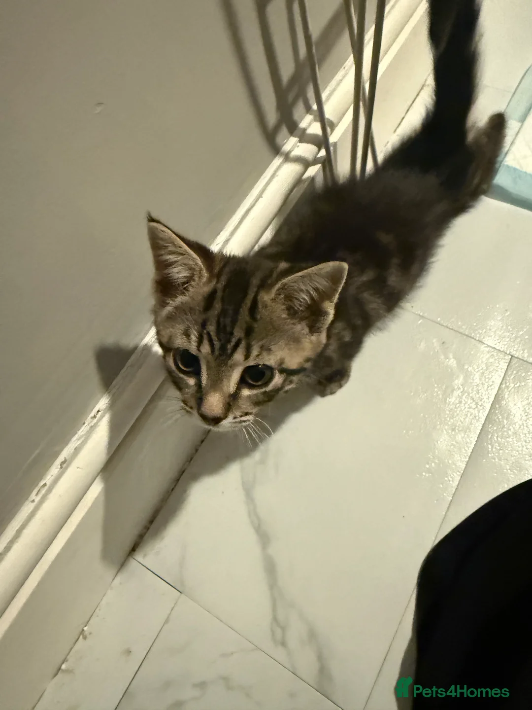 British Shorthair cats for sale: 3 cute and friendly kittens. 1 grey, 2 tabby - Advert 3