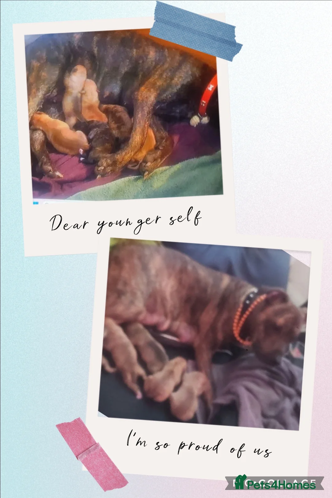 Mixed Breed dogs for sale: Gorgeous female puppy left - Advert 2
