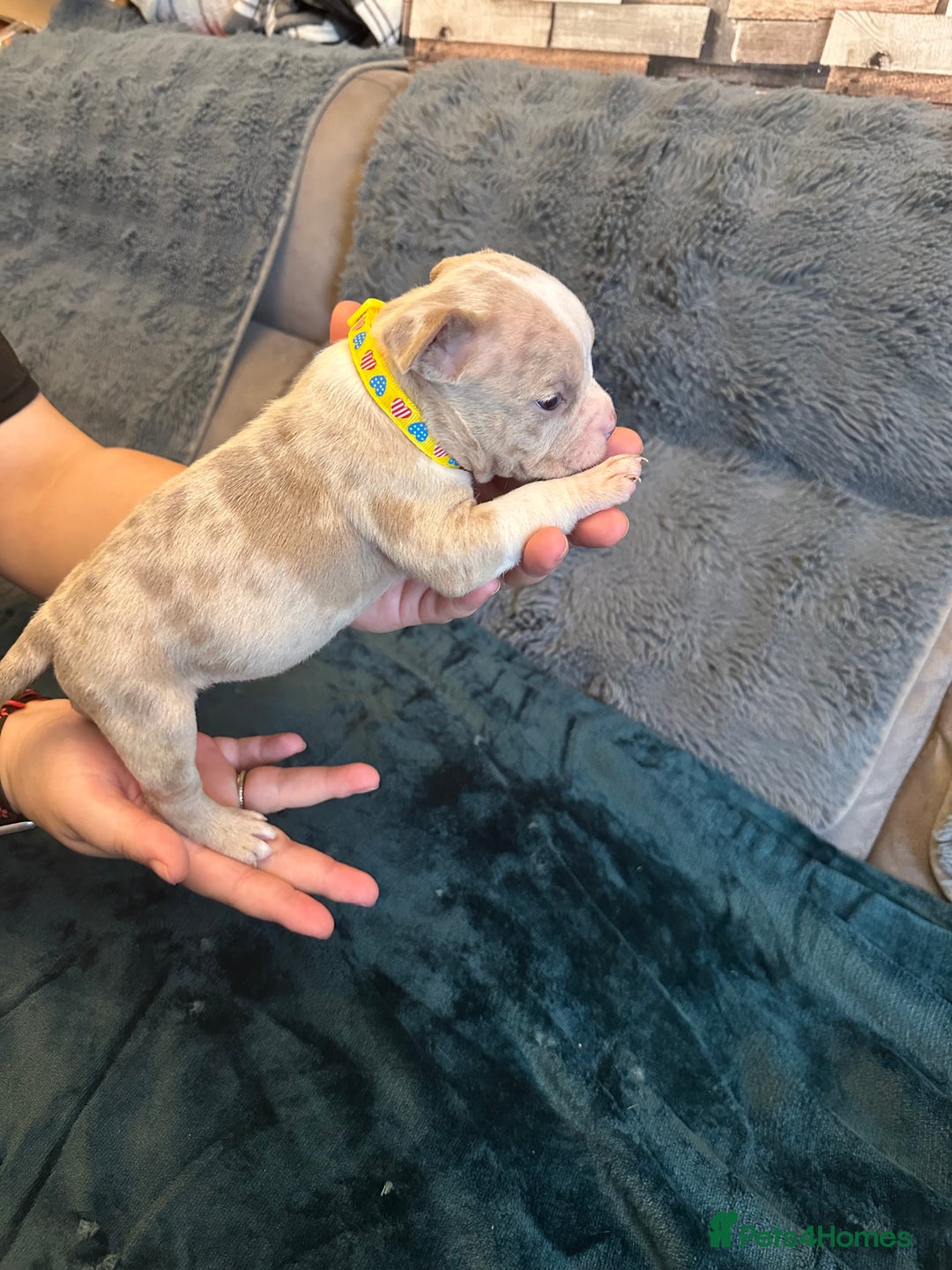 American Bully dogs for sale: 🐾 ABKC Registered Micro/Pocket Bully Puppies! 🐾 - Image 12