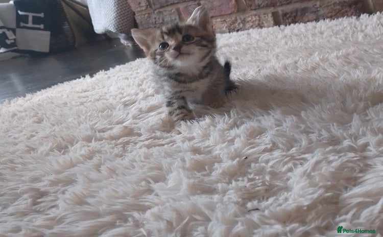 Bengal cats - Advert 16