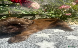 Shih Tzu dogs for sale: KC reg, 2 left! Potential blondes in Tamworth - Image 5