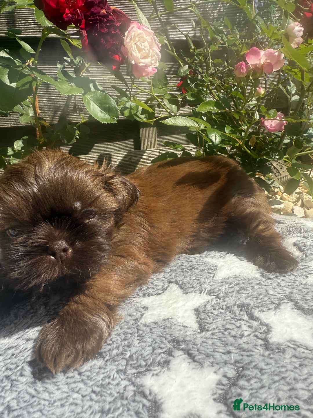 Shih Tzu dogs for sale: KC reg, 2 left! Potential blondes in Tamworth - Image 5