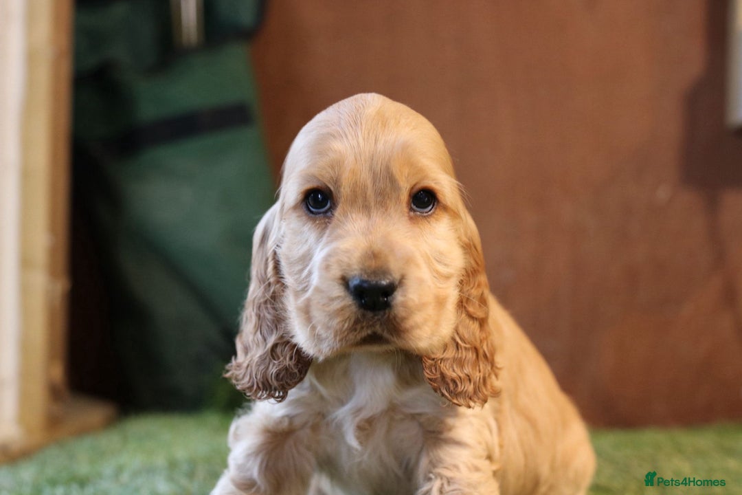 Cocker Spaniel dogs for sale: Stunning litter of show type cocker spaniels - Advert 2