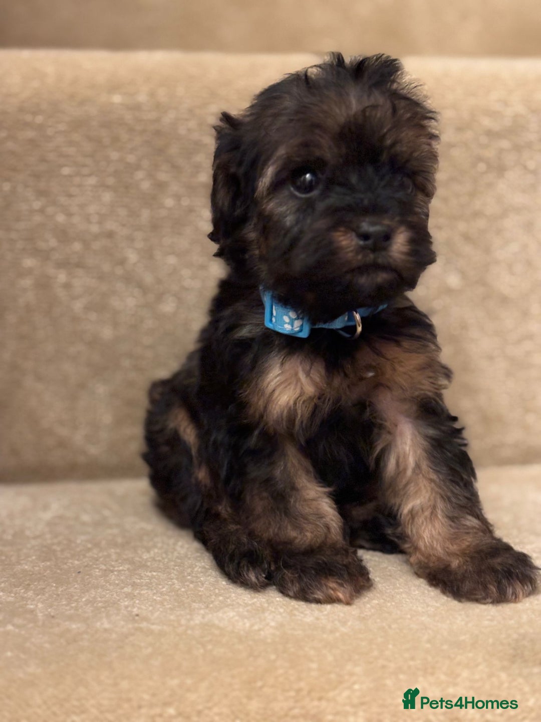 Cavapoo dogs for sale: F1A Cavapoos - Advert 7