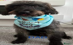 Labradoodle dogs for sale: 2 BEAUTIFUL MALES & 1 FEMALE LABRADOODLE PUPPIES - Image 11