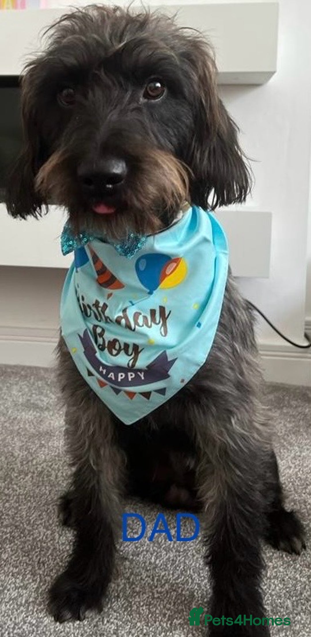 Labradoodle dogs for sale: 2 BEAUTIFUL MALES & 1 FEMALE LABRADOODLE PUPPIES - Image 11