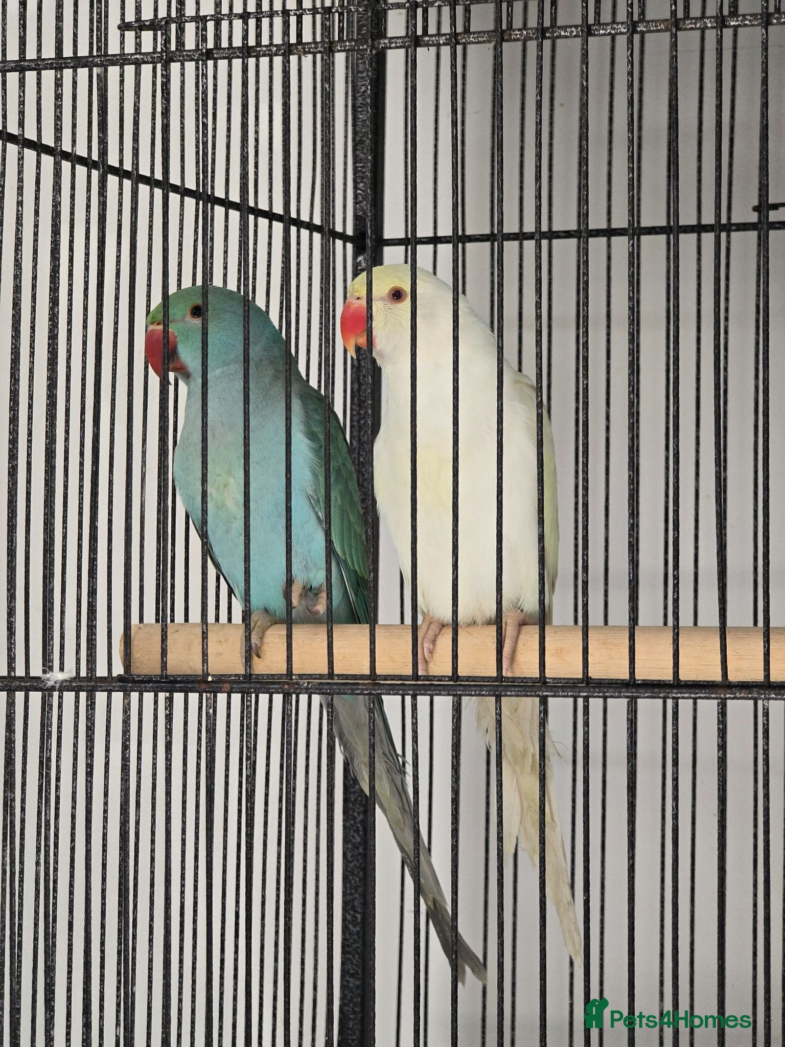 Conures birds Baby Ringnecks  - Advert 10