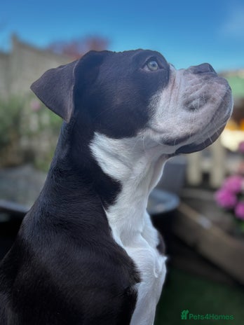 Olde English Bulldogge dogs in Sutton - Advert 2