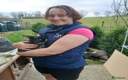 Mixed Breed rabbits for sale: Rabbit Couple - Image 2