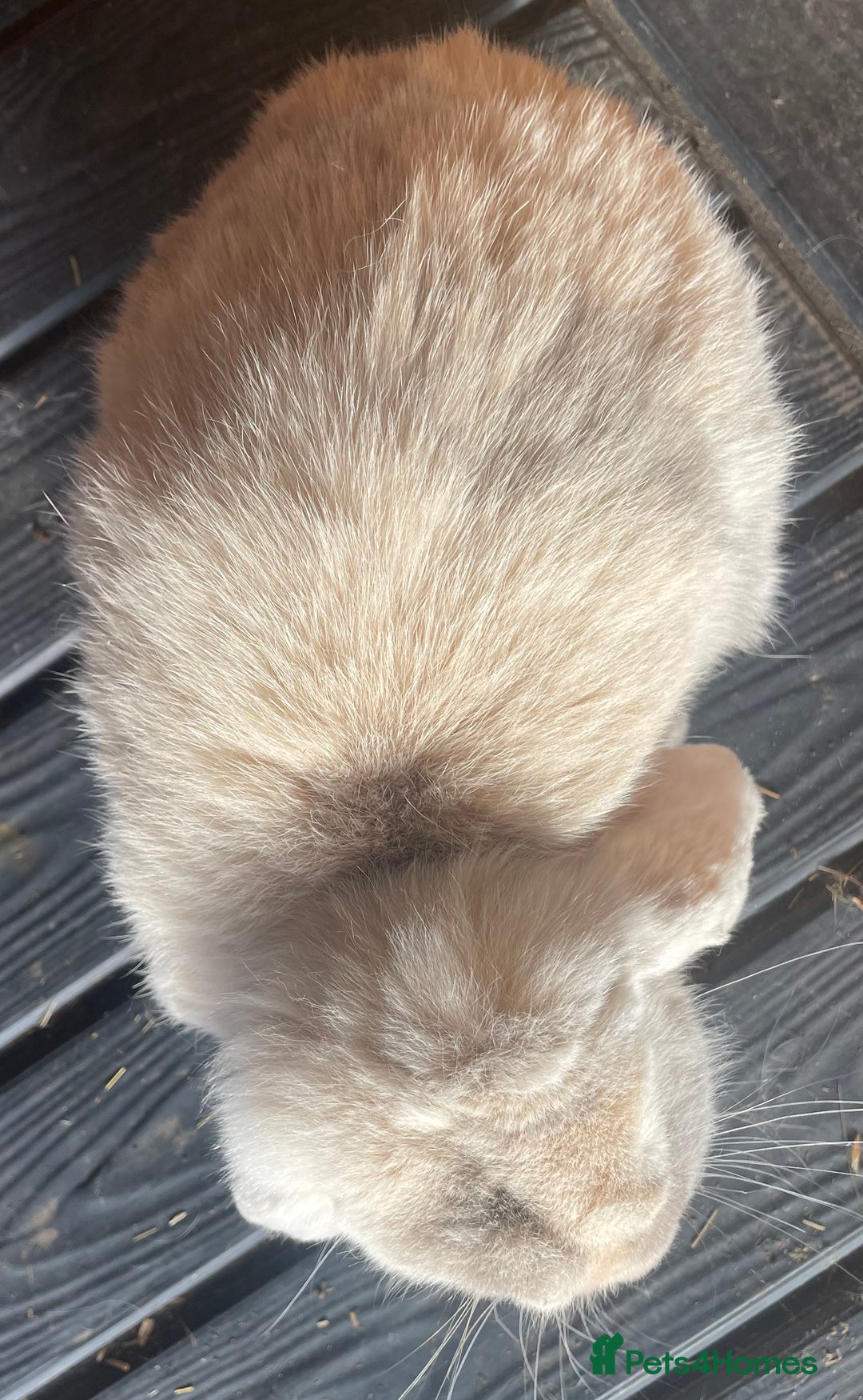 Mini Lop rabbits for sale: Female mini lop adult - Image 3