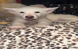 Utonagan dogs for sale: Husky x - Image 5