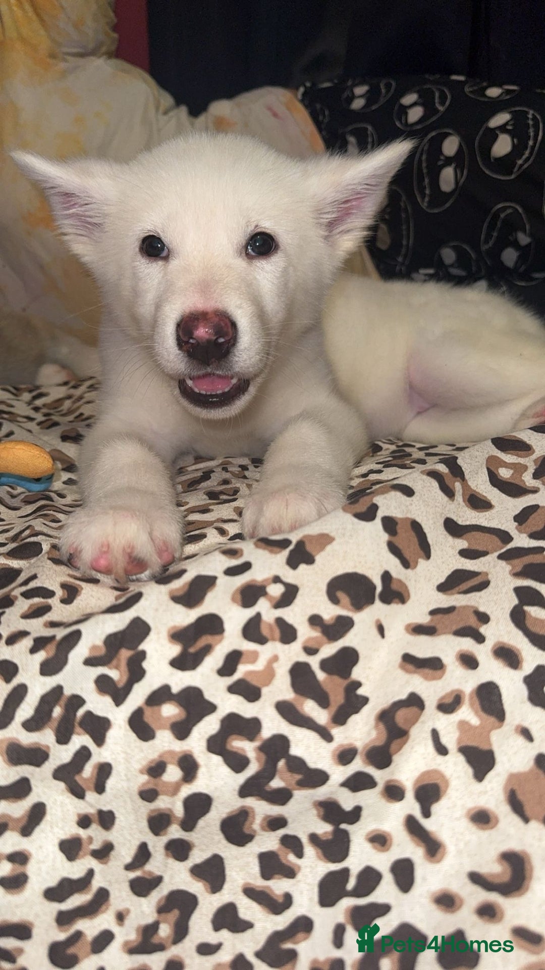 Utonagan dogs for sale: Husky x - Image 5