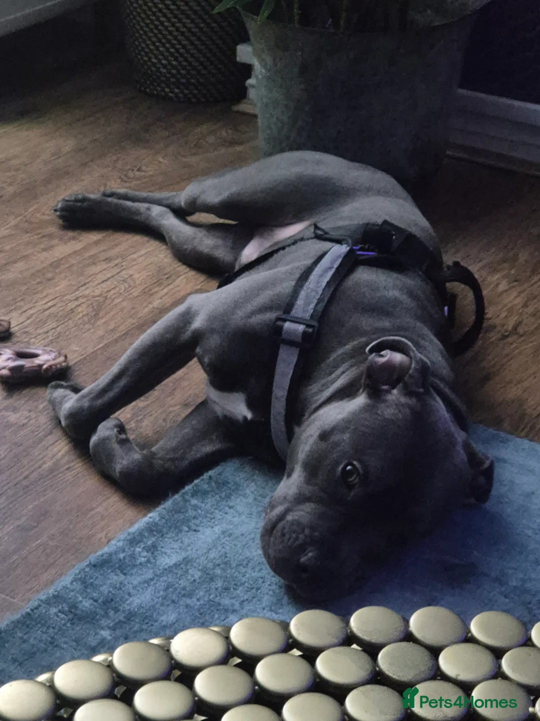 Staffordshire Bull Terrier dogs for stud: Stud him with a beautiful female - Advert 9