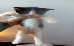 Mixed Breed cats for sale: 4 stunning babies READY NOW Calico and black&white - Image 10