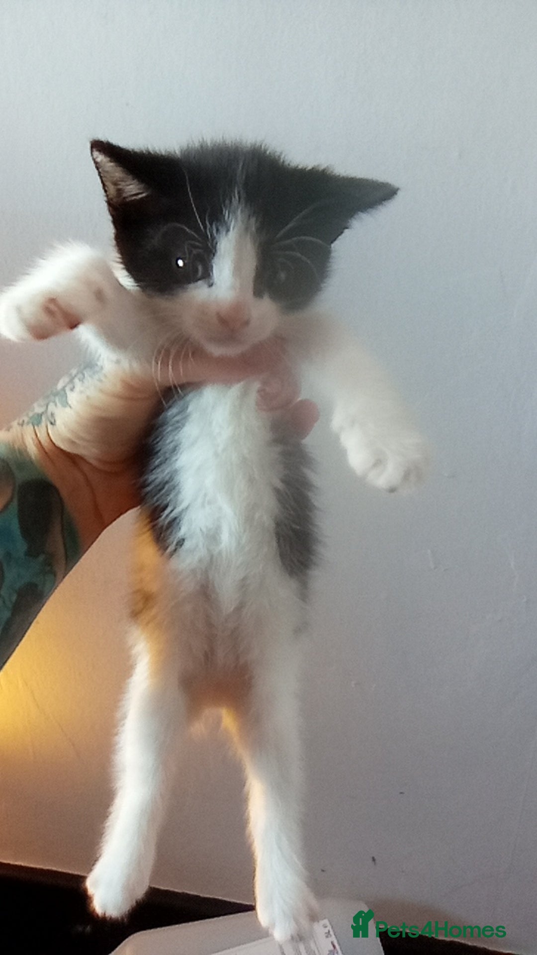 Mixed Breed cats for sale: 4 stunning babies READY NOW Calico and black&white - Image 10