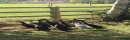 Ducks poultry for sale: Ducks for sale - Advert 1