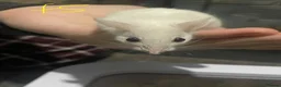 Mouse rodents for sale: Multimammates  - Advert 13