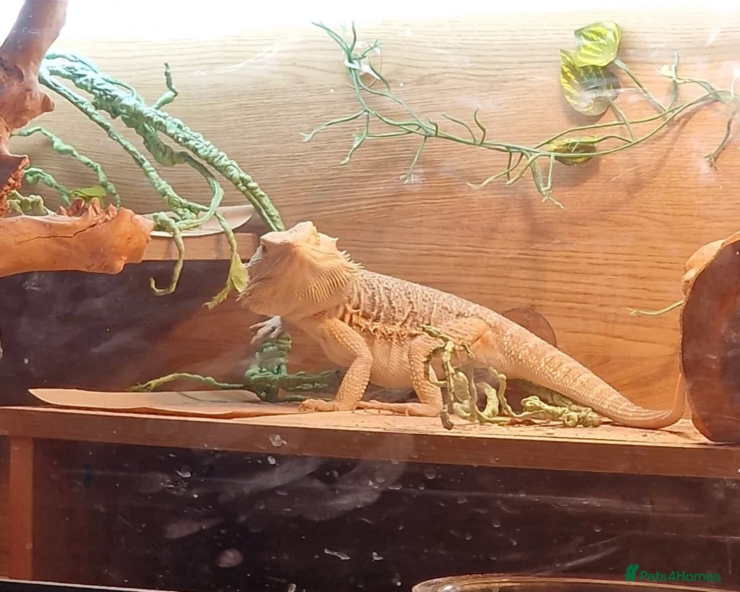 Bearded Dragon reptiles for sale: 5 year old lovely female Bearded Dragon + housing - Advert 14