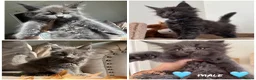 Maine Coon cats for sale: Maine coon TICA reg - Advert 3