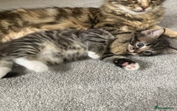 Mixed Breed cats for sale: Big fluffy kittens for sale part Maine coon - Image 11