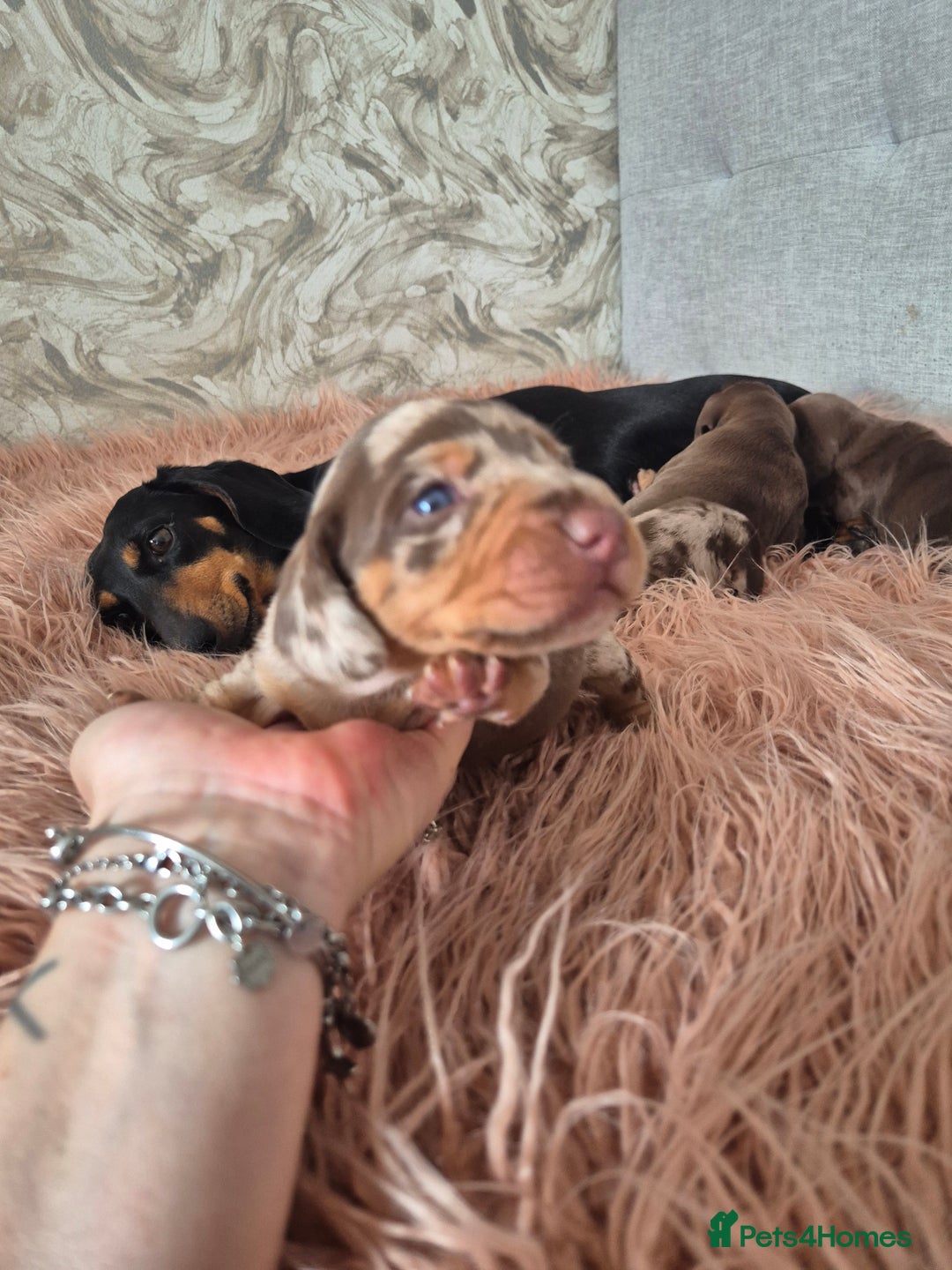 Dachshund dogs for sale: Miniature dachshund puppies PRA CLR - Image 21