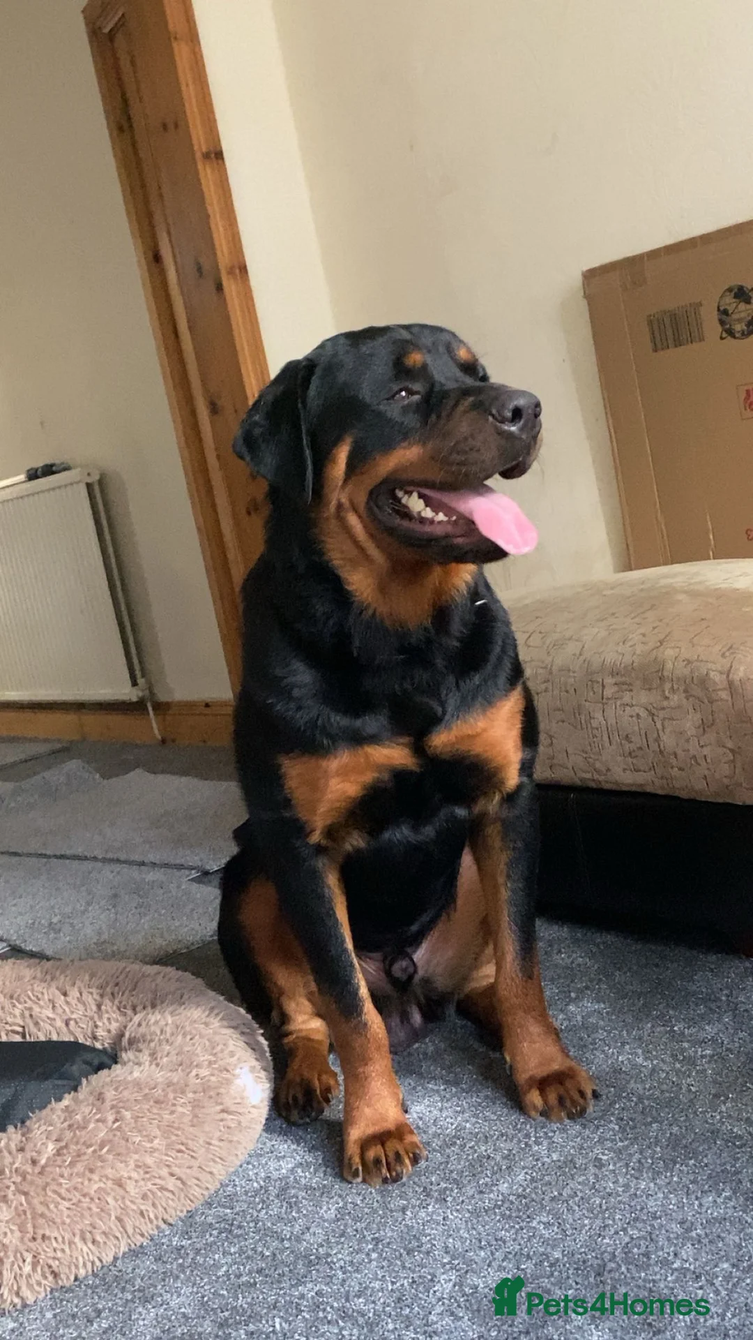 Rottweiler dogs for stud: Simba  - Advert 2