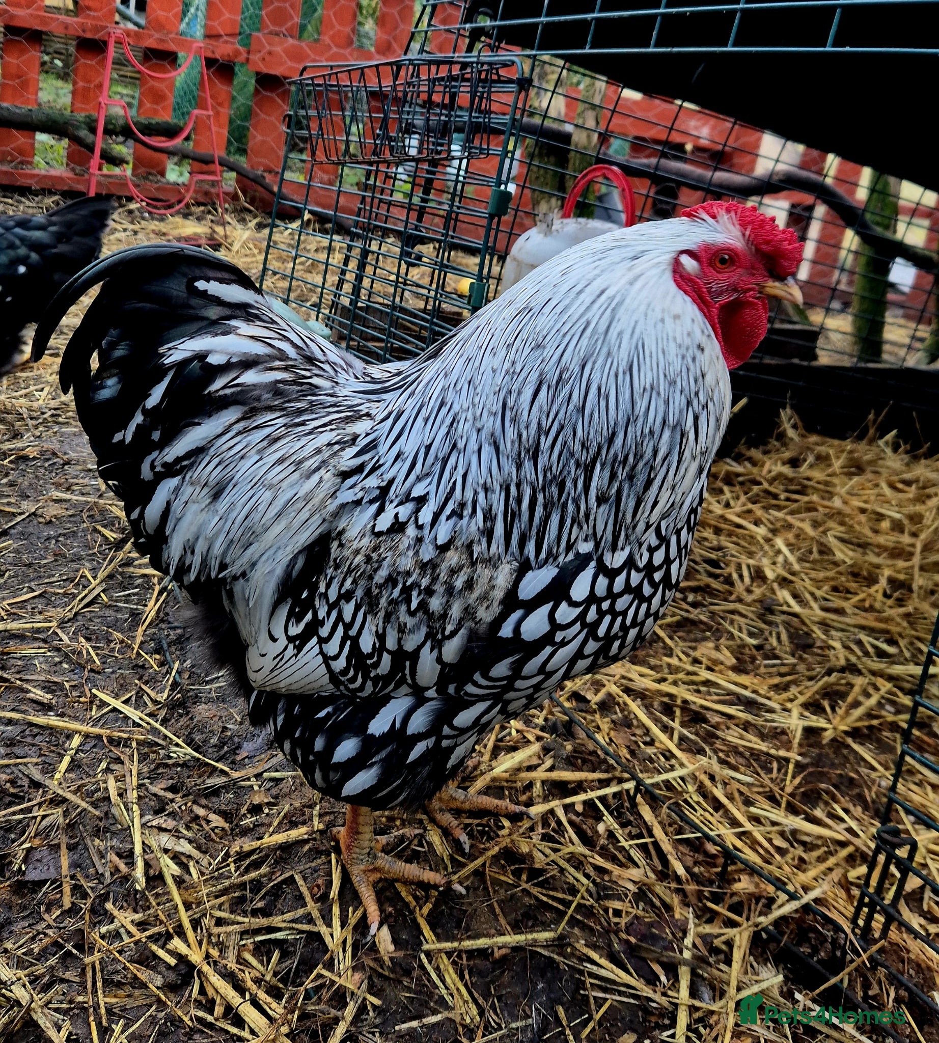 Chickens poultry Silver Laced Wyandotte Cockrel  - Advert 1