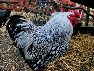 Chickens poultry Silver Laced Wyandotte Cockrel - Advert 1