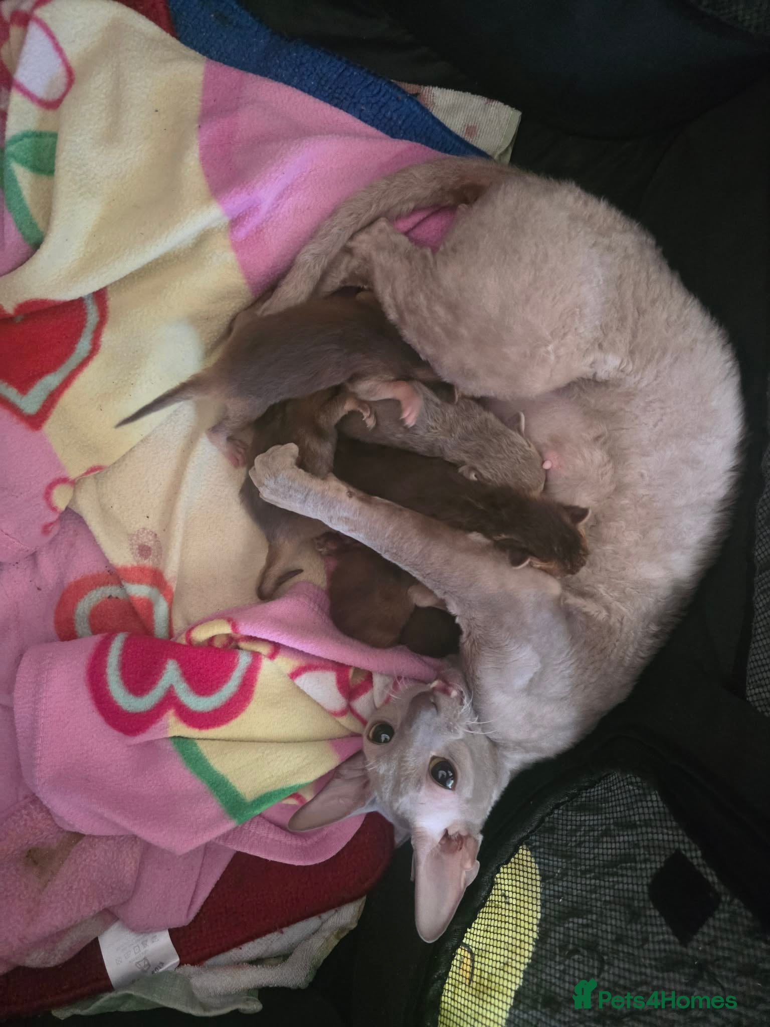 Mixed Breed cats Abyssinian x kittens looking for their new homes - Advert 1