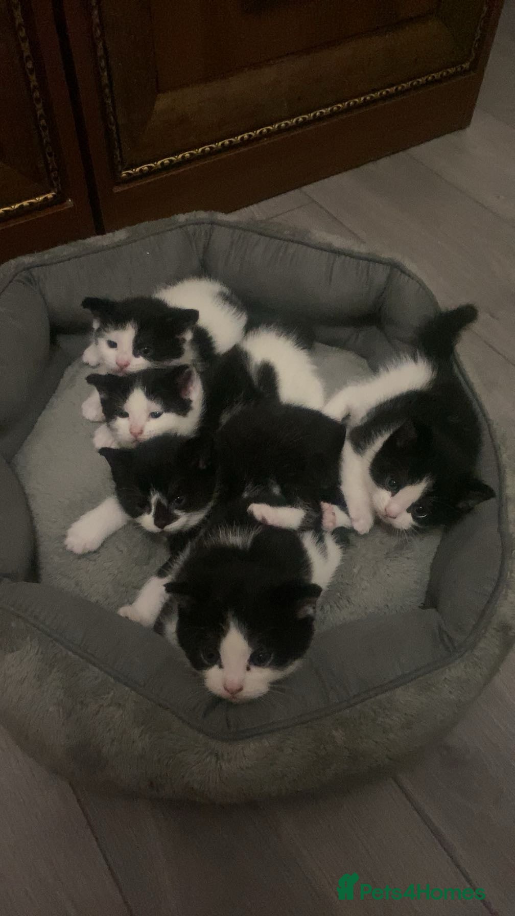 British Shorthair cats 2 Male 3 Female - Advert 1