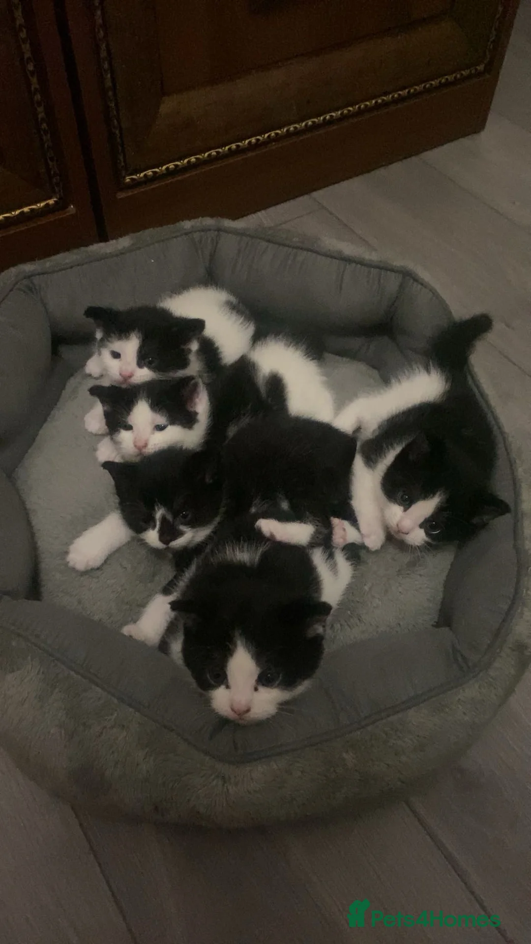 British Shorthair cats for sale: 2 Male 3 Female in Enfield - Advert 1