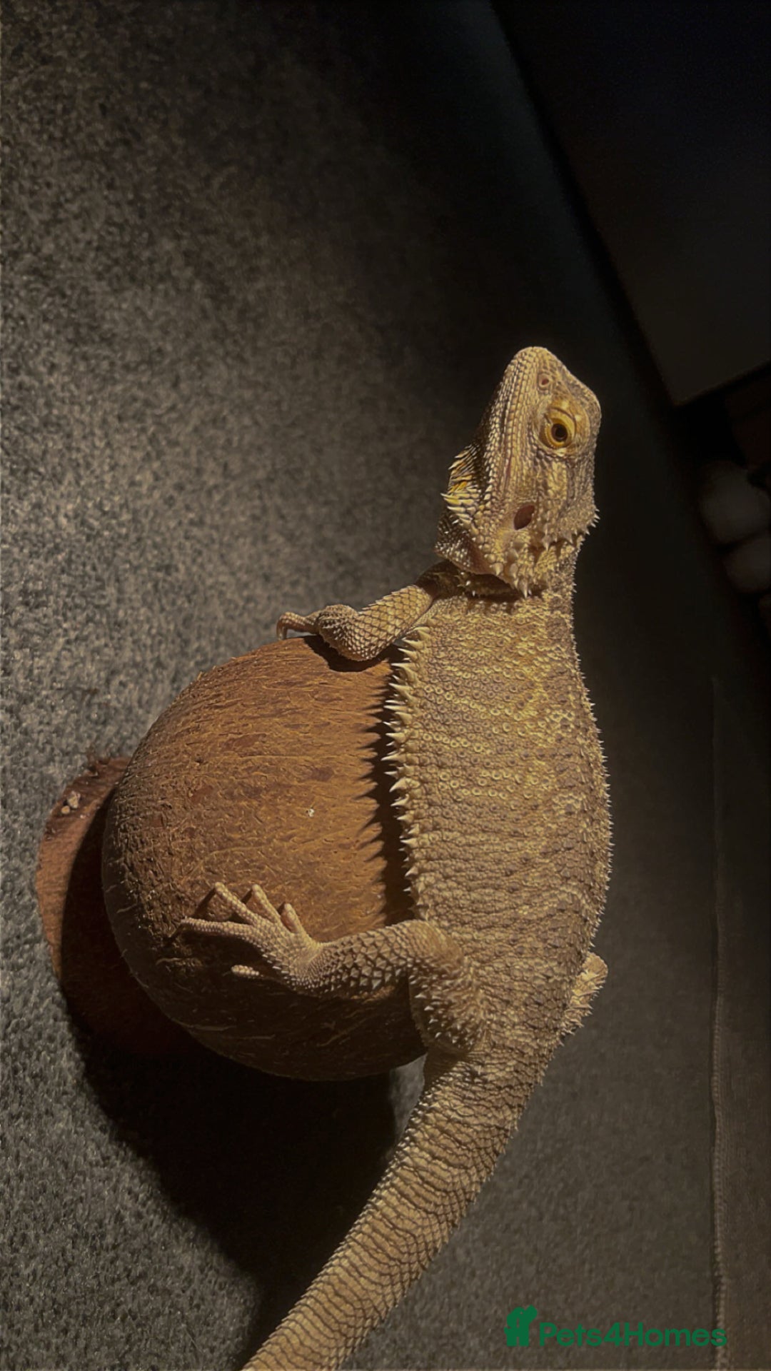 Bearded Dragon reptiles for sale: Bearded dragon  - Image 10