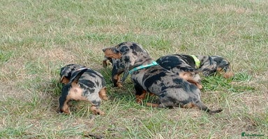 Miniature Dachshund dogs - Advert 3