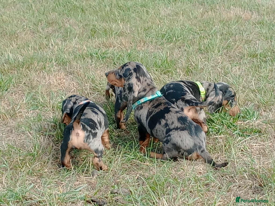 Miniature Dachshund dogs for sale: Stunning silver dapple miniature dachshunds  - Image 2