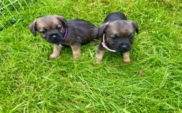 Border Terrier dogs for sale: Border Terrier bitch puppies - Image 1