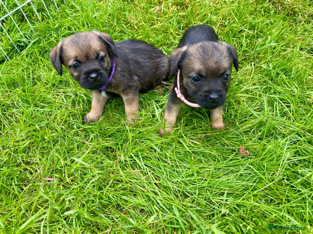 Border Terrier dogs for sale: Border Terrier bitch puppies - Image 1