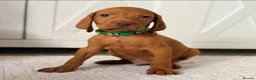 Hungarian Vizsla dogs for sale: Little Hungarians, Big ♥️ RKC Vizsla Puppies - Advert 7