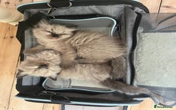 Ragdoll cats for sale: Pedigree Mink Ragdoll kittens  - Image 16