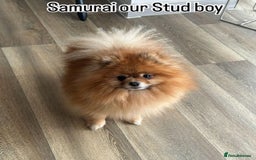 Pomeranian dogs for sale: Kc reg. Show quality 3 Pomeranian girls - Image 29