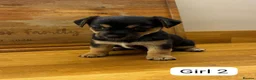Jack Russell dogs for sale: Beautiful Black and Tan Jack Russell Puppies in Loughborough - Advert 6