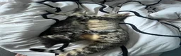 Mixed Breed cats for sale: Black&Silver Bengal mix  - Advert 5