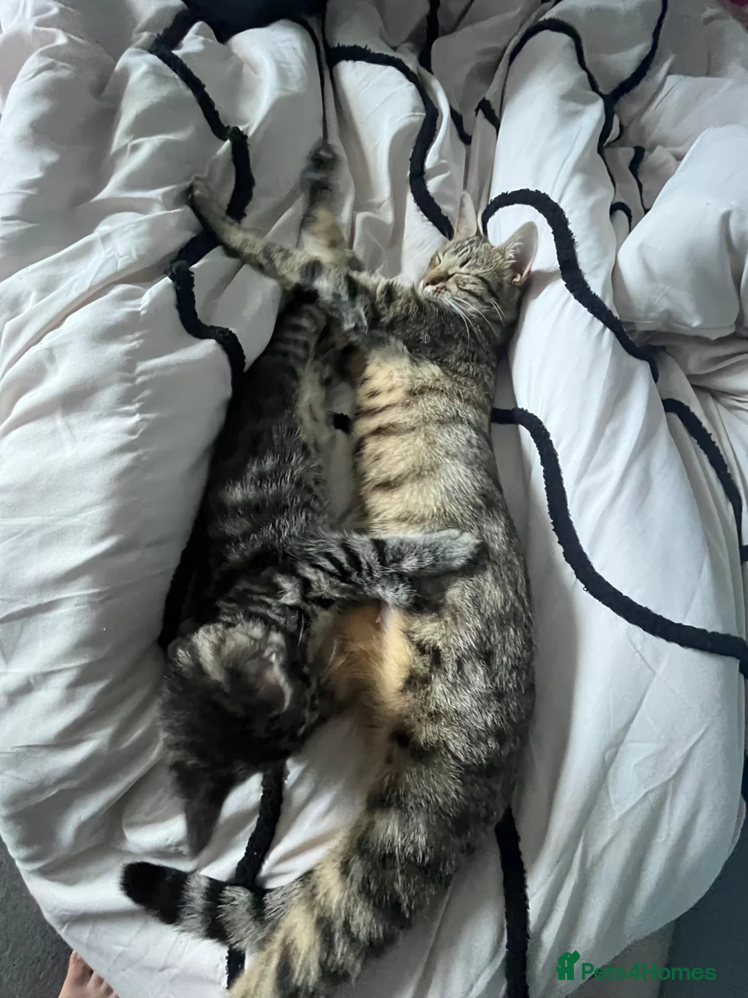 Mixed Breed cats for sale: Black&Silver Bengal mix  - Advert 5
