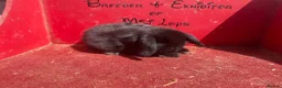 Mini Lop rabbits for sale: Mini lop babies ready for new homes now  - Advert 7