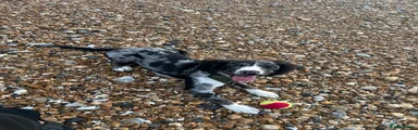 English Springer Spaniel 1