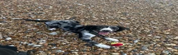 English Springer Spaniel dogs for sale: Beautiful Springer spaniel girl in Saint Leonards-on-sea - Advert 3