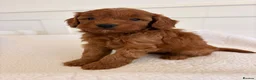 Cockapoo dogs for sale: LICENSED BREEDER HEALTH TESTED COCKAPOOS  - Advert 15