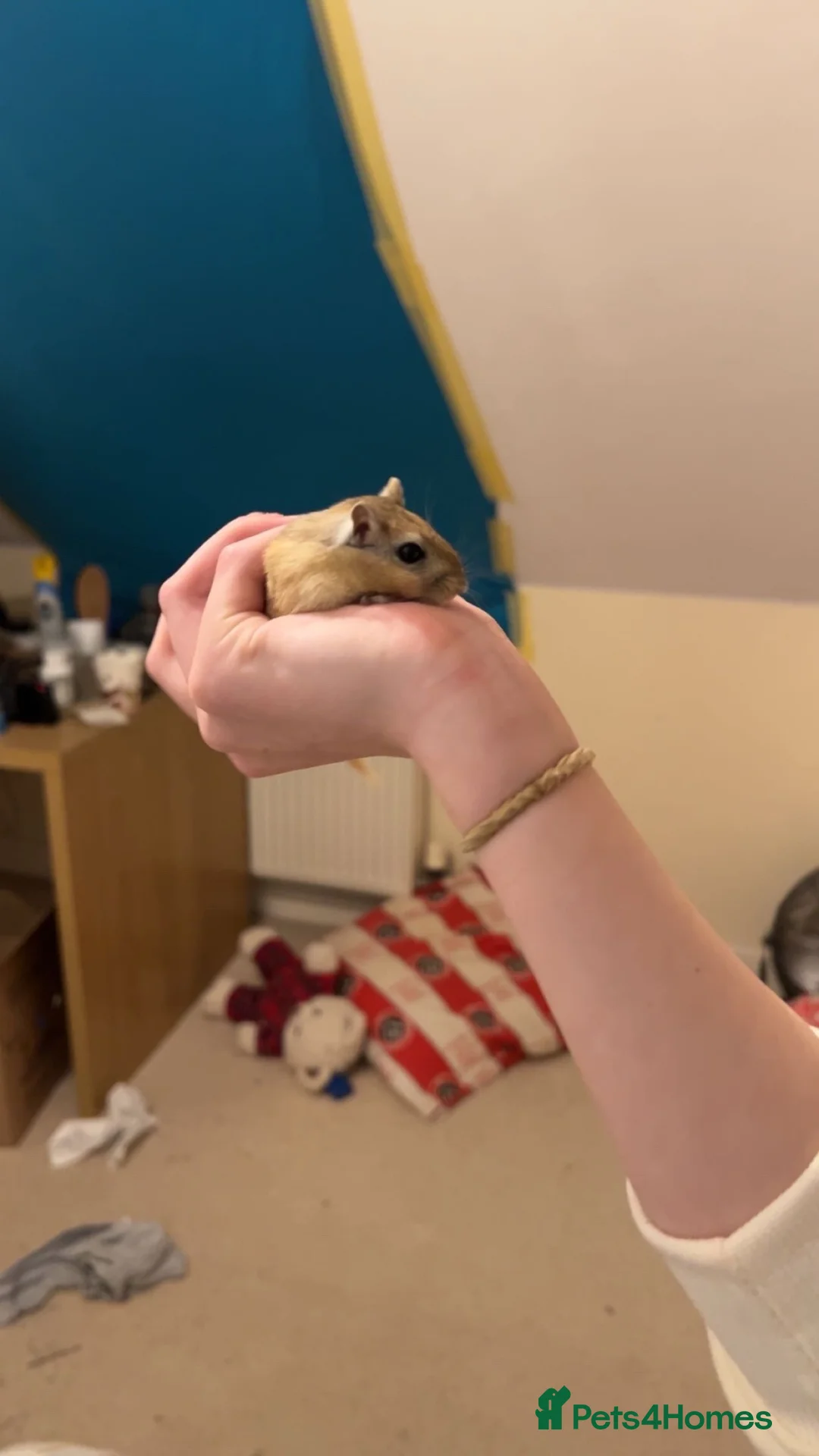 Gerbil rodents for sale: 2 female gerbils  in Doncaster - Advert 2