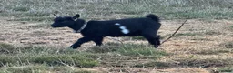 Goats livestock for sale: 4 stunning Pygmy Goat Wethers - Advert 2