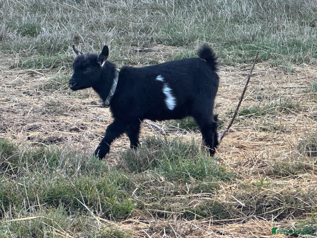 Goats livestock for sale: 4 stunning Pygmy Goat Wethers - Advert 2
